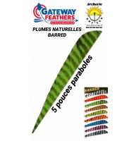 gateway plumes naturelles paraboles barred 5 pouces