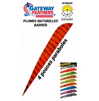 gateway plumes naturelles paraboles barred 4 pouces