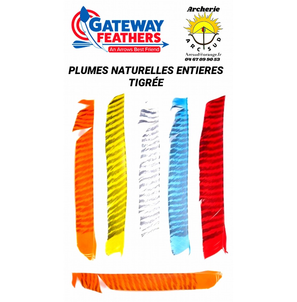 gateway plumes entière 10 pouces barrées 