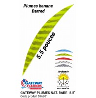 gateway plumes naturelles banane barred 5.5 " (pack de 100) 53a801