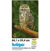 Kruger blason animal hibou 53u793