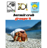 3di bêtes 3d hermit crab